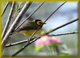 Hooded Warbler