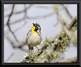 Yellow Throated Warbler