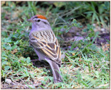 Chipping Sparrow