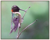 RubyThroated Hummingbird