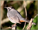 Grey Catbird