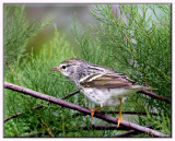 Blackpole Warbler (F)