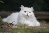Cat Mini