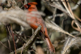 IMG_6107.jpg
