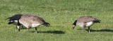 Possible Lesser Canada Goose (left), Taverners Cackling Goose (right)