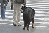 Crossing the Street