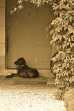 Dog Resting in Front of Door