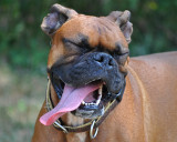 Those Dogs Are So Funny