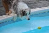 I Really Want That Ball