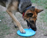 Its My Frisbee Now