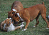 Halt!  Park Police...Stay Right There While We Sniff You!