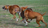 ...As They Round The Corner, The Boxer Is In The Lead