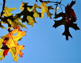 A Silhouette Leaf and a Yellow One