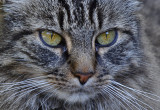 Bright Eyes