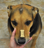 The Best Dog In The World