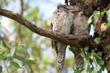 Marbled Frogmouth