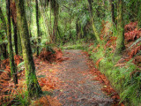 Fairy Falls Track from Mountain Rd