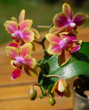 Orchid 23.jpg