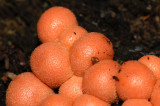 Fungi_Coral Spot_ 04.jpg