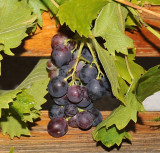 Grapes 06.jpg