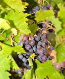 Grapes 07.jpg