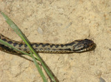 Snake 07.jpg