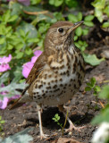 Thrush 19b.jpg