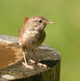 Wren 02.jpg