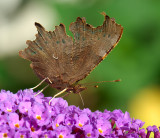 Butterfly_Comma 10.jpg