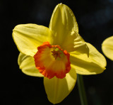 Daffodil 31.jpg