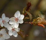 Blossom 74.jpg