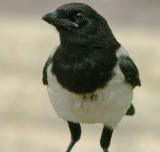 Magpie 01.jpg