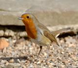 Robin 14.jpg
