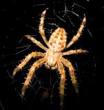 Spider 03.jpg