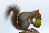 Squirrel 16.jpg