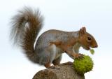 Squirrel 19.jpg
