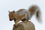Squirrel 25.jpg