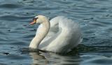 Swan 74.jpg