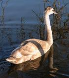 Swan 33.jpg