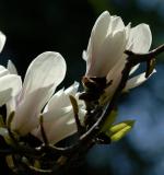 Magnolia 23b.jpg