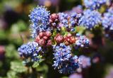 Ceanothus 10.jpg