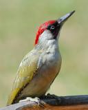 Green Woodpecker