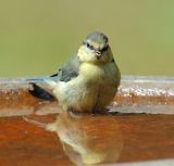 Bluetit 55.jpg