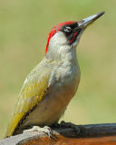 Green Woodpecker 29.jpg