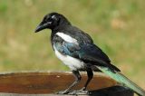 Magpie 08.jpg