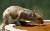 Squirrel 31.jpg
