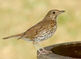 Thrush 15.jpg