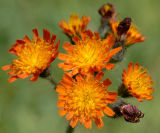 Hawkweed 11.jpg