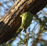 Parakeet 40.jpg