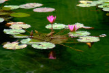 Sleeping Lotus (2)